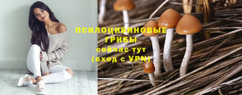 как найти наркотики  Подпорожье  Галлюциногенные грибы Psilocybine cubensis 